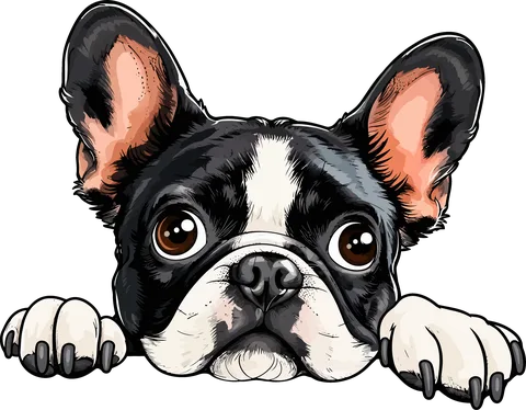 Fekvő francia buldog