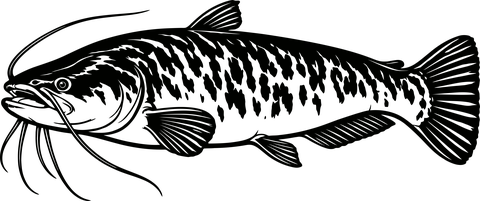 Harcsa rajz